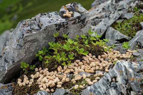 Stone Crushing Plants Guide: Types, Equipment, Working Process, Applications, and Maintenance